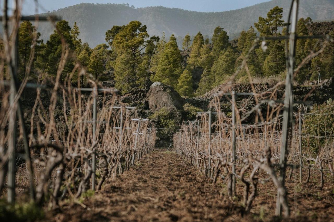 Finca Ecologica Ferrera. Alojamiento Rural. Arafo Extérieur photo
